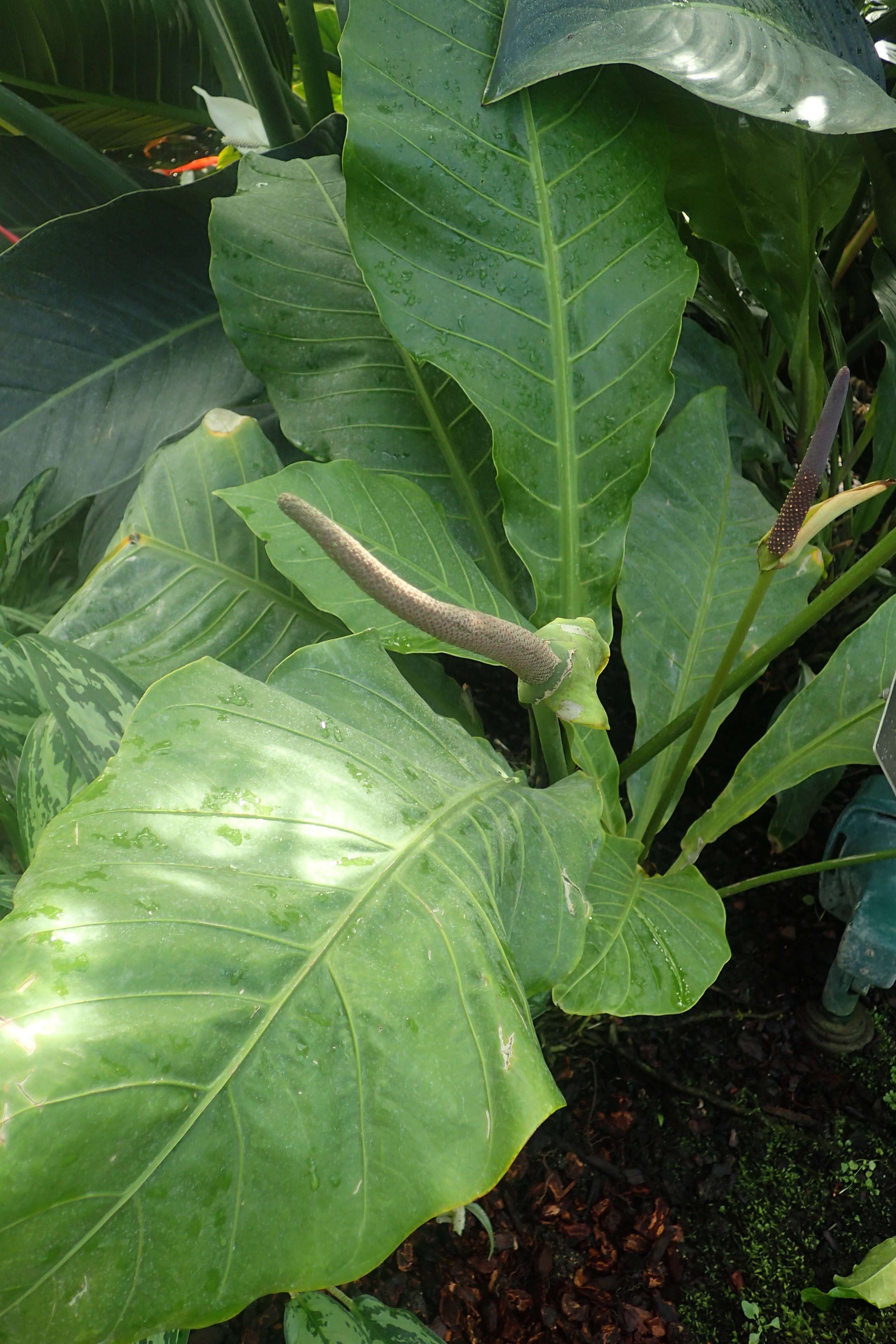 Image of Anthurium acaule (Jacq.) Schott