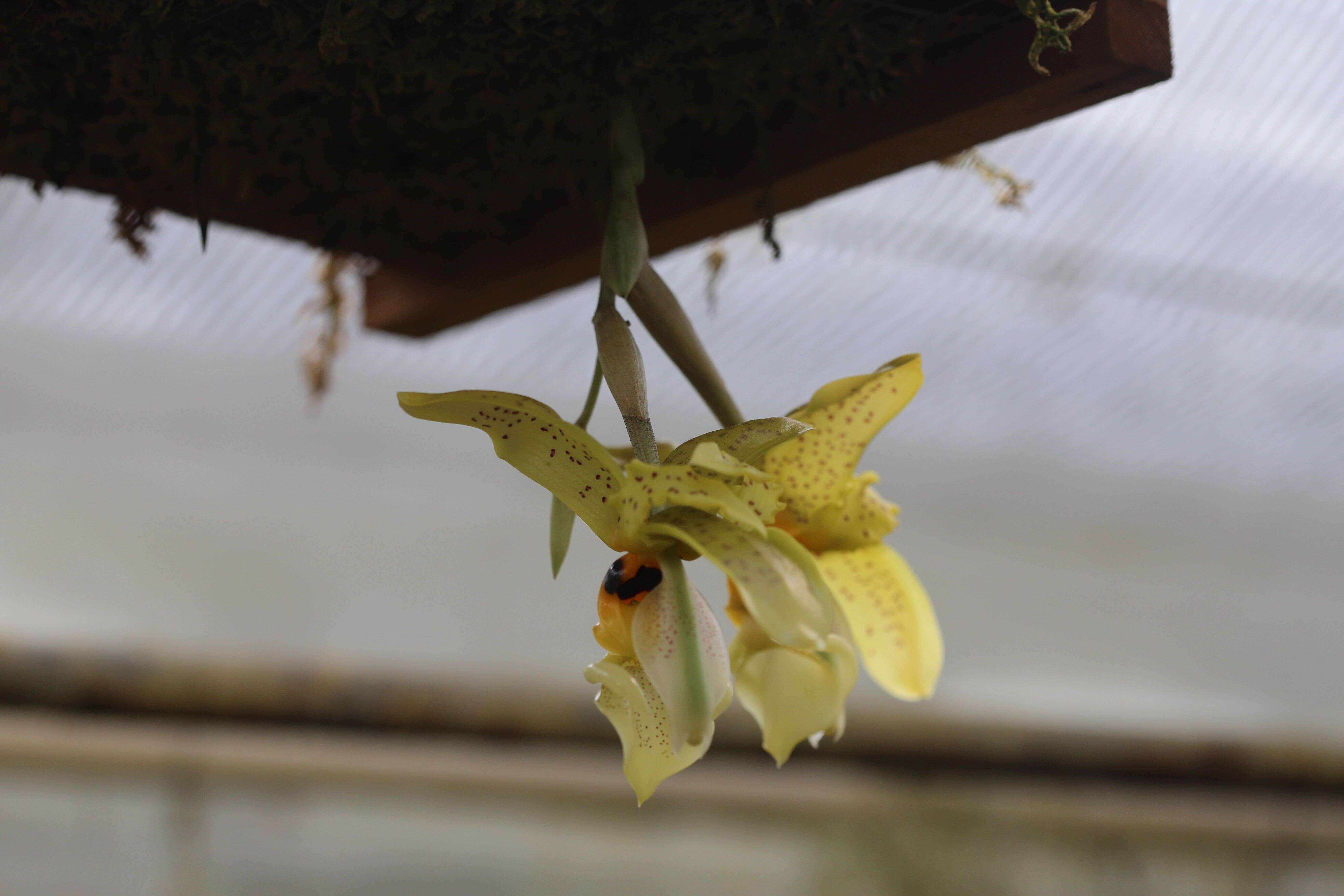 Image of Stanhopea graveolens Lindl.