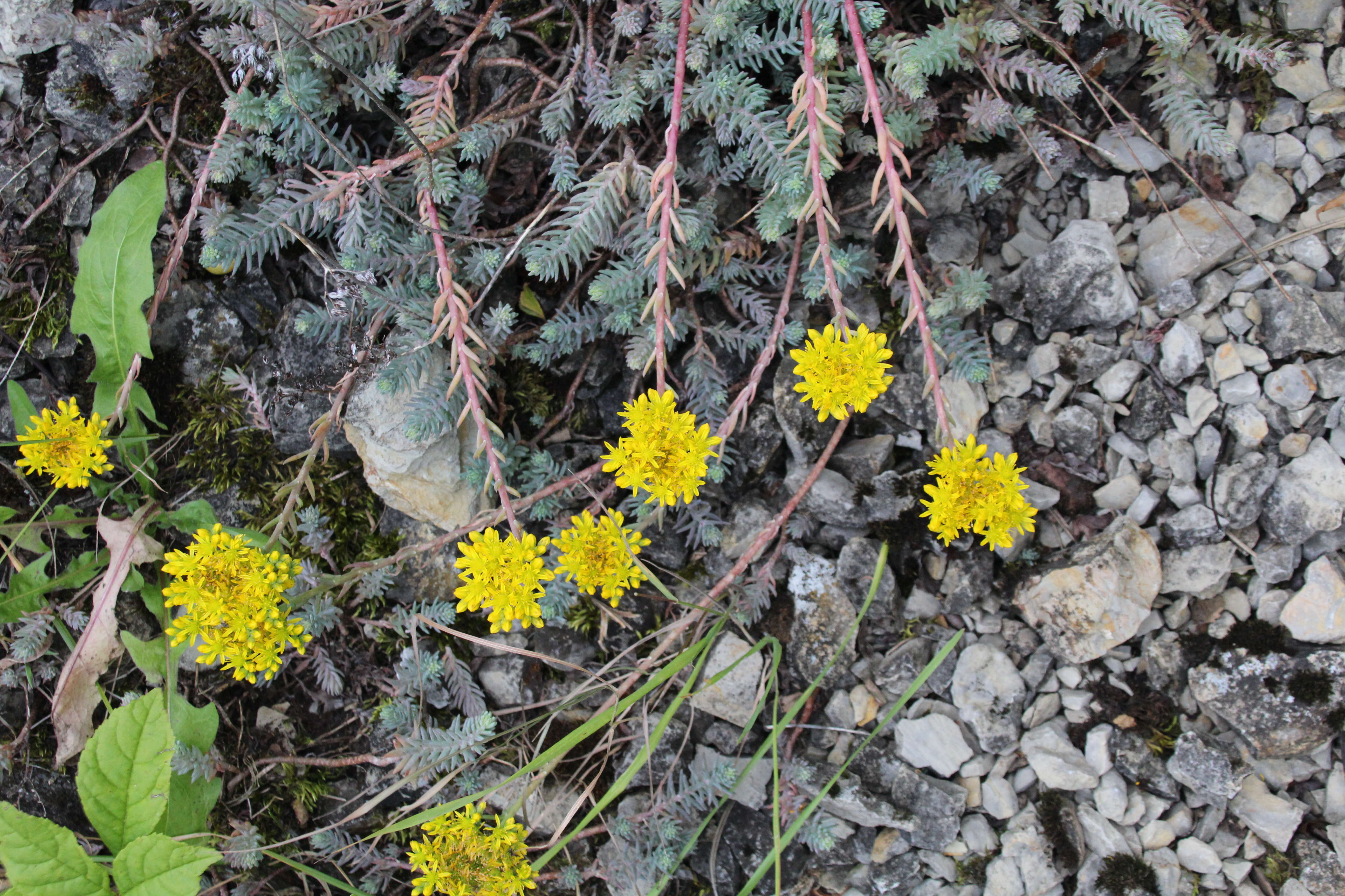 Слика од Petrosedum rupestre (L.) P. Heath