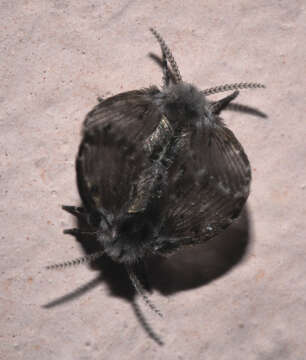 Image of Clogmia albipunctata