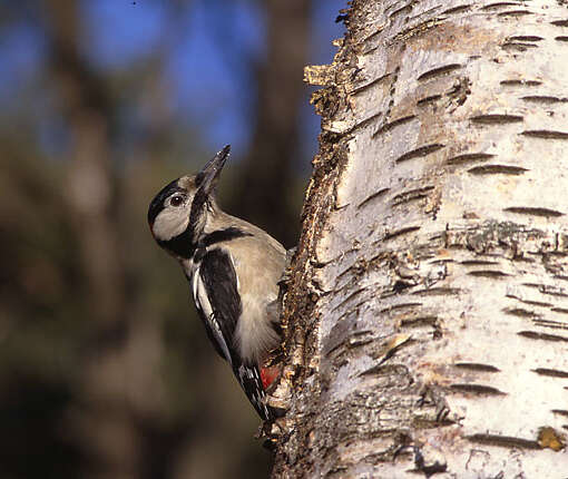 Image of Great Spotted Woodpecker