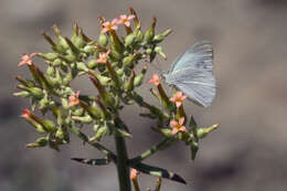 Image of Banded Gold Tip