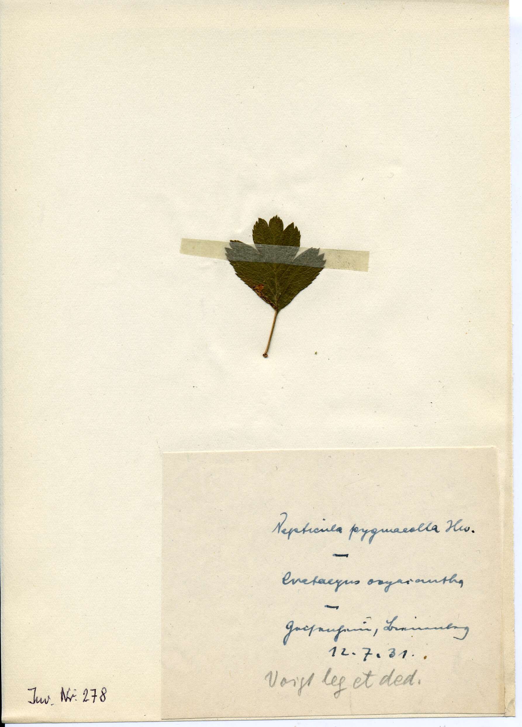 Stigmella perpygmaeella (Doubleday 1859) Karsholt et al. 1976 resmi