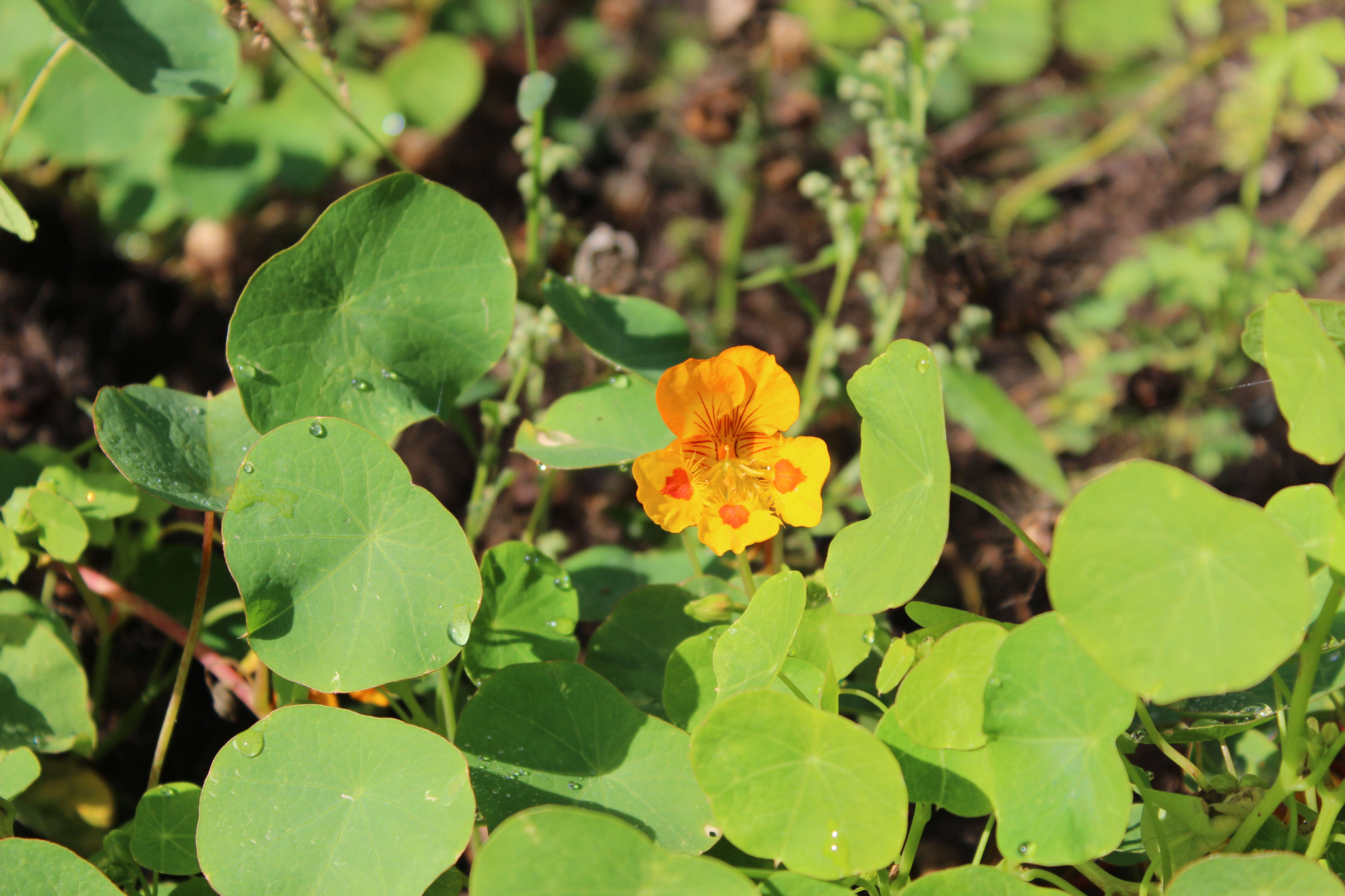 Image of dwarf nasturtium