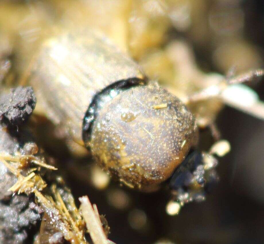 Image of Dung beetle