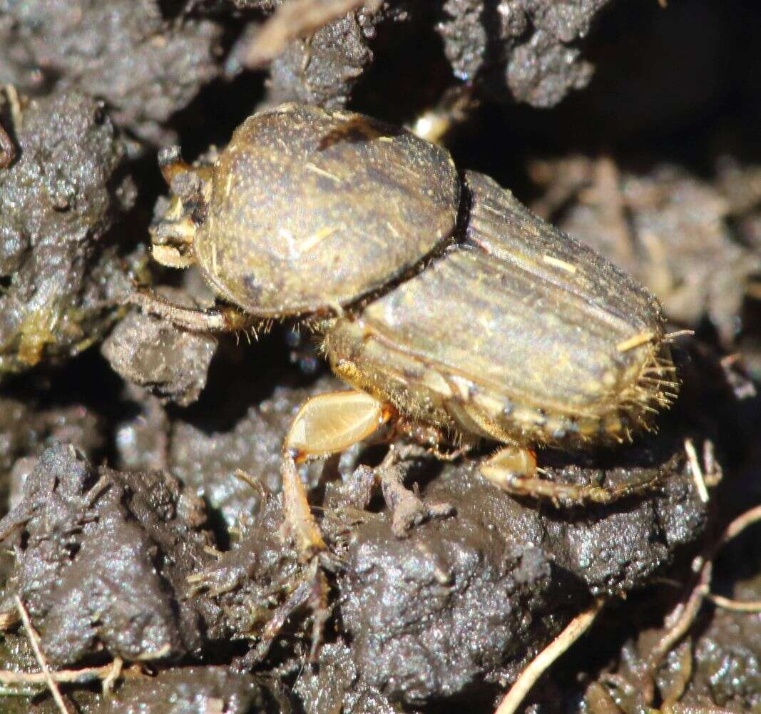 Image of Dung beetle