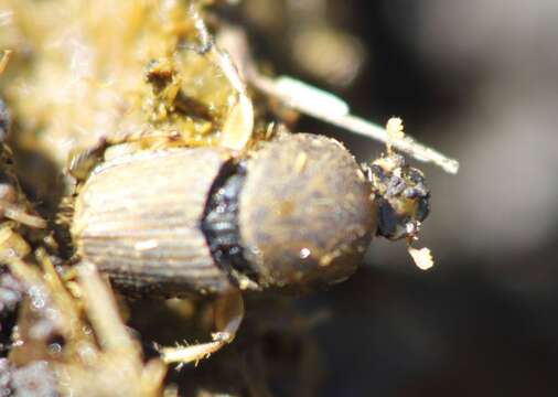 Image of Dung beetle