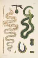 Image of green paddle worm