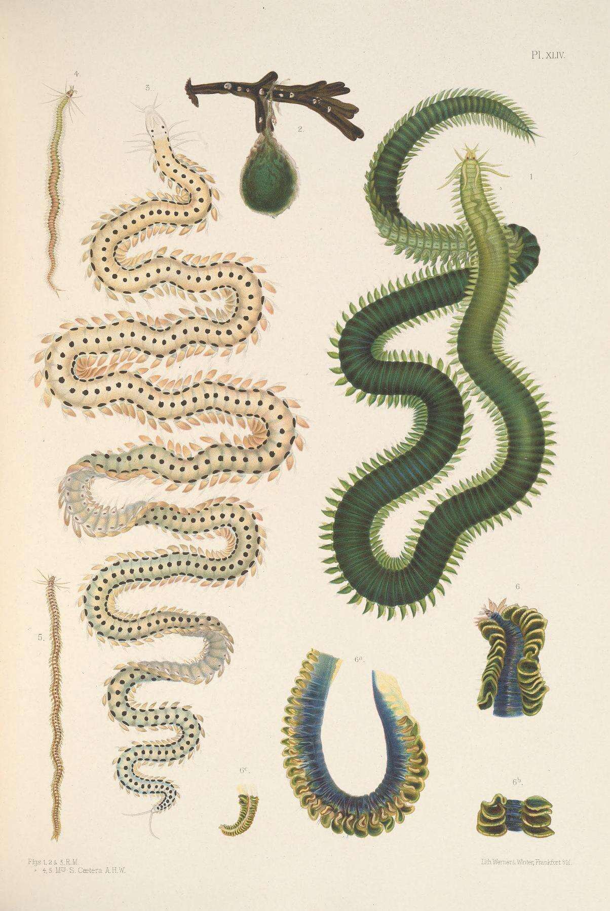 Sivun Eulalia viridis (Linnaeus 1767) kuva