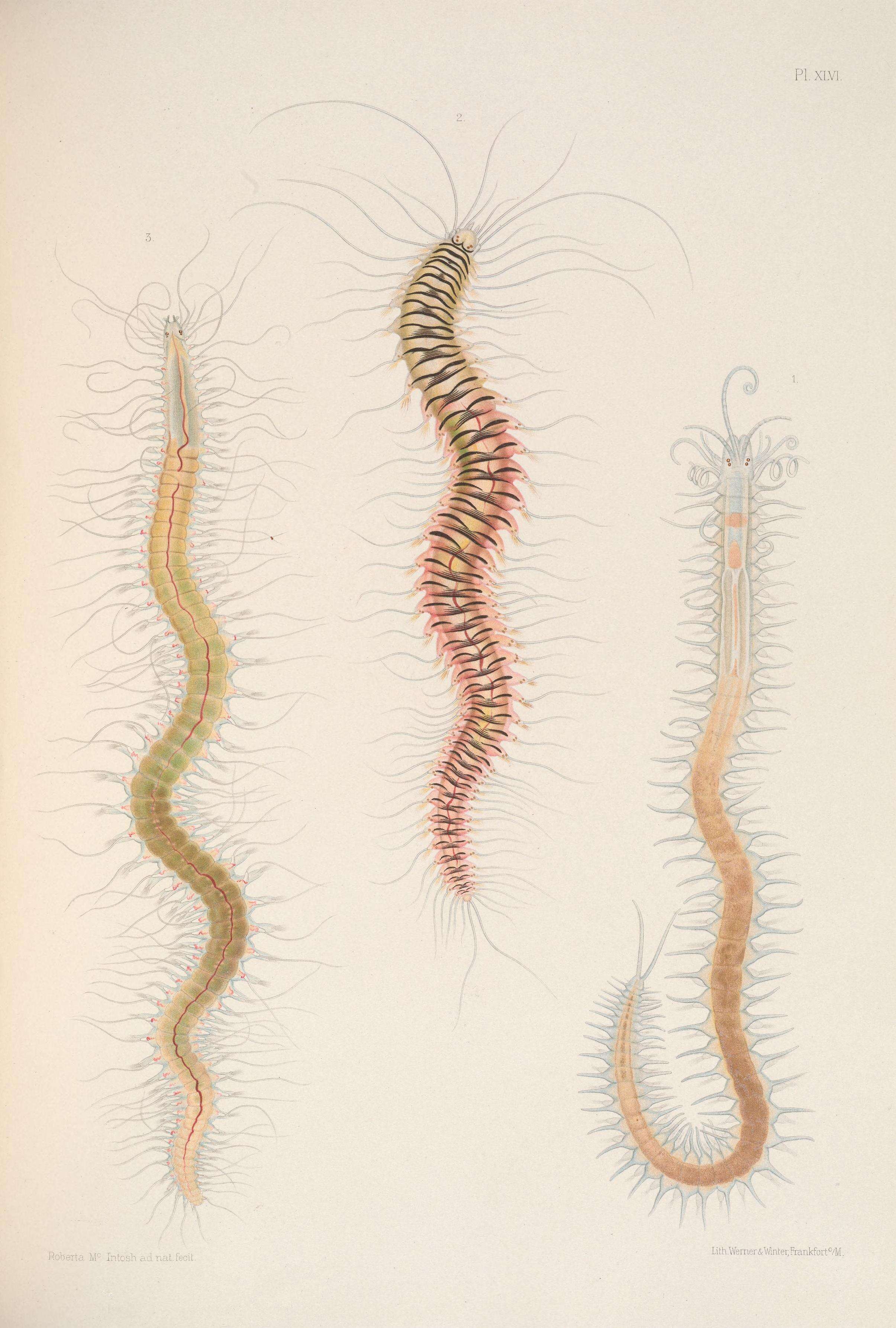 Image de Syllis prolifera Krohn 1852