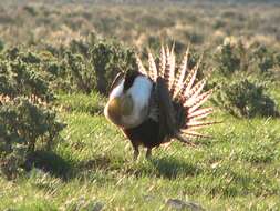 Image of Gunnison sage-grouse; greater sage-grouse