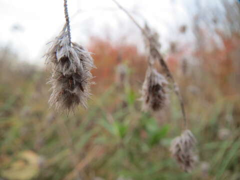 Image of Hare's-foot Clover