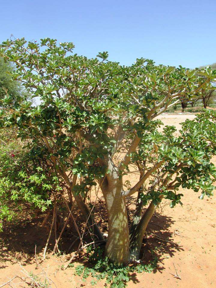 Image de Adenium obesum subsp. multiflorum (Klotzsch) G. D. Rowley