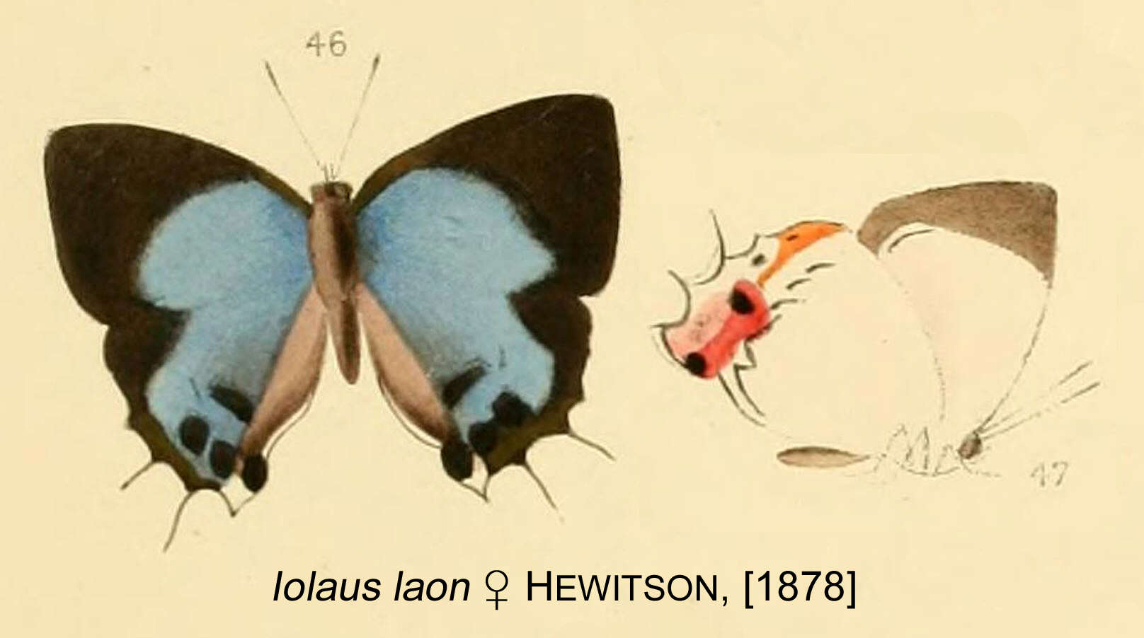 Image of Iolaus laon