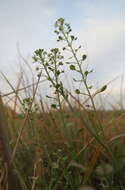 Image of Virginia pepperweed