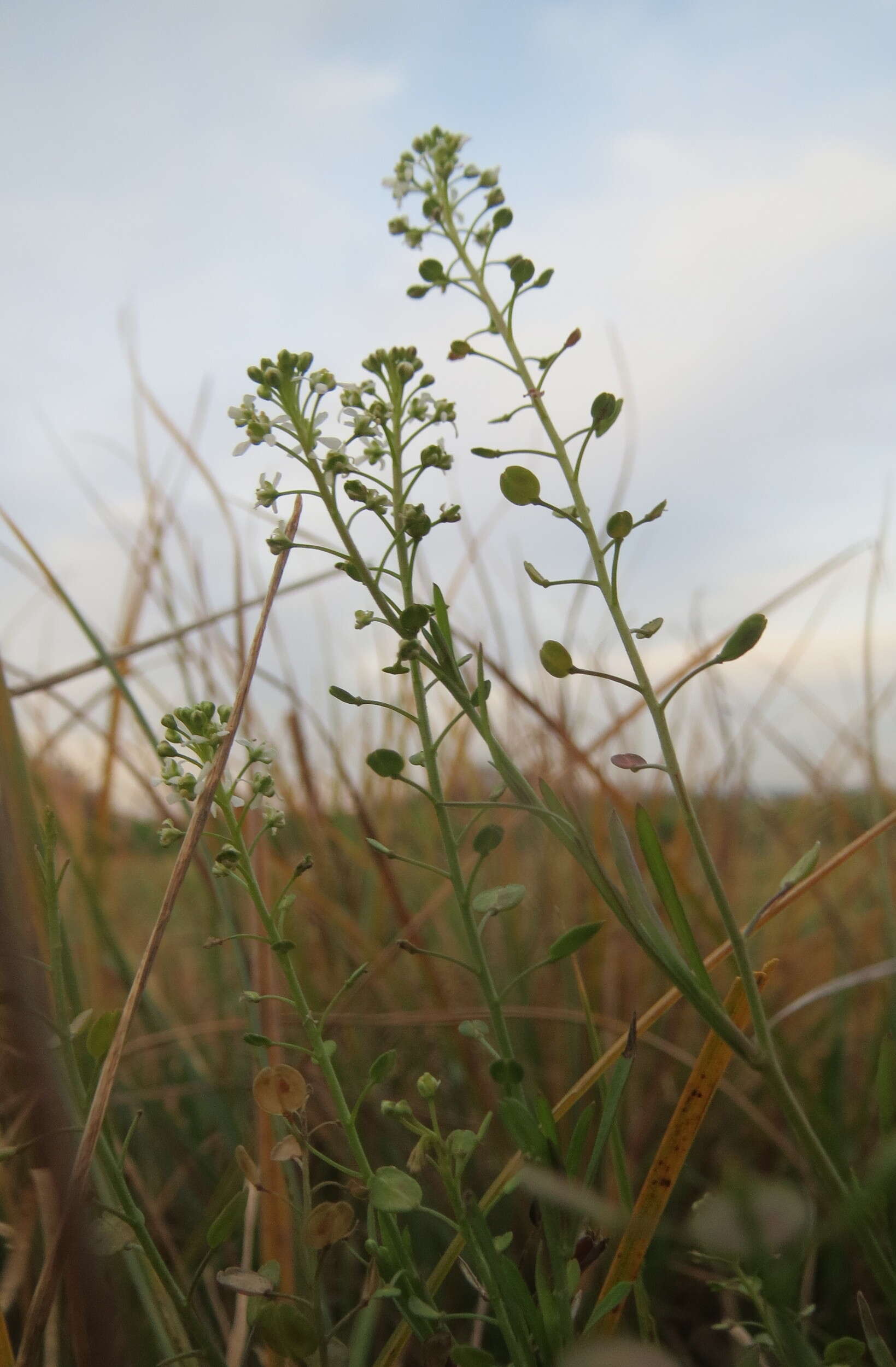 Image of Virginia pepperweed