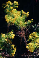 Image of Slender Goldentop