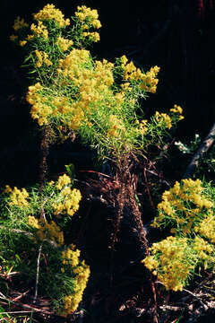 Image of Slender Goldentop