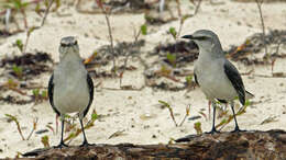 Image of Tropical Mockingbird