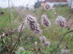 Image of Hare's-foot Clover