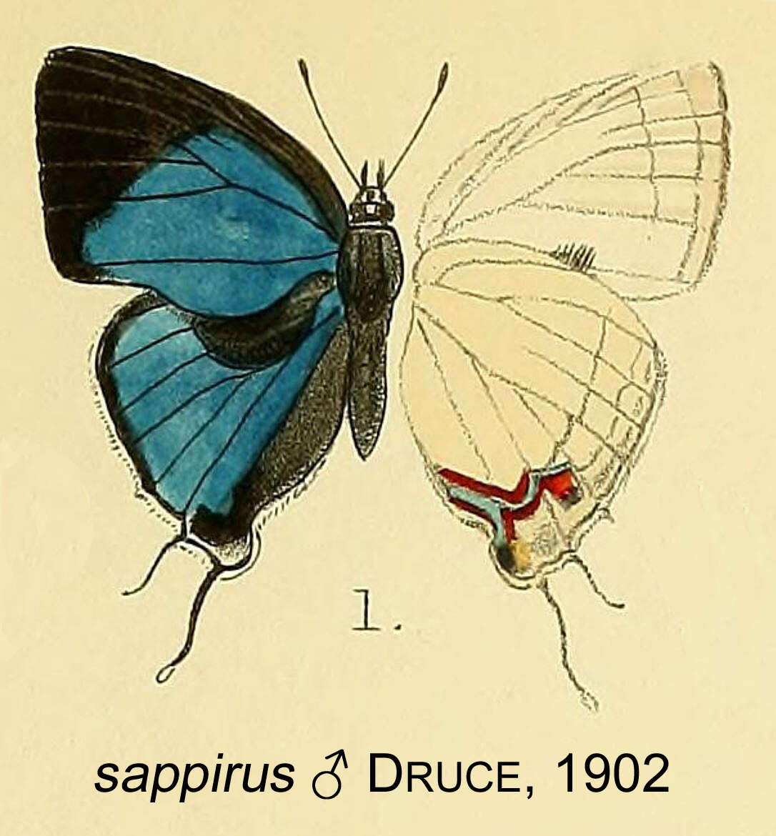 Imagem de Epamera sappirus Druce 1902