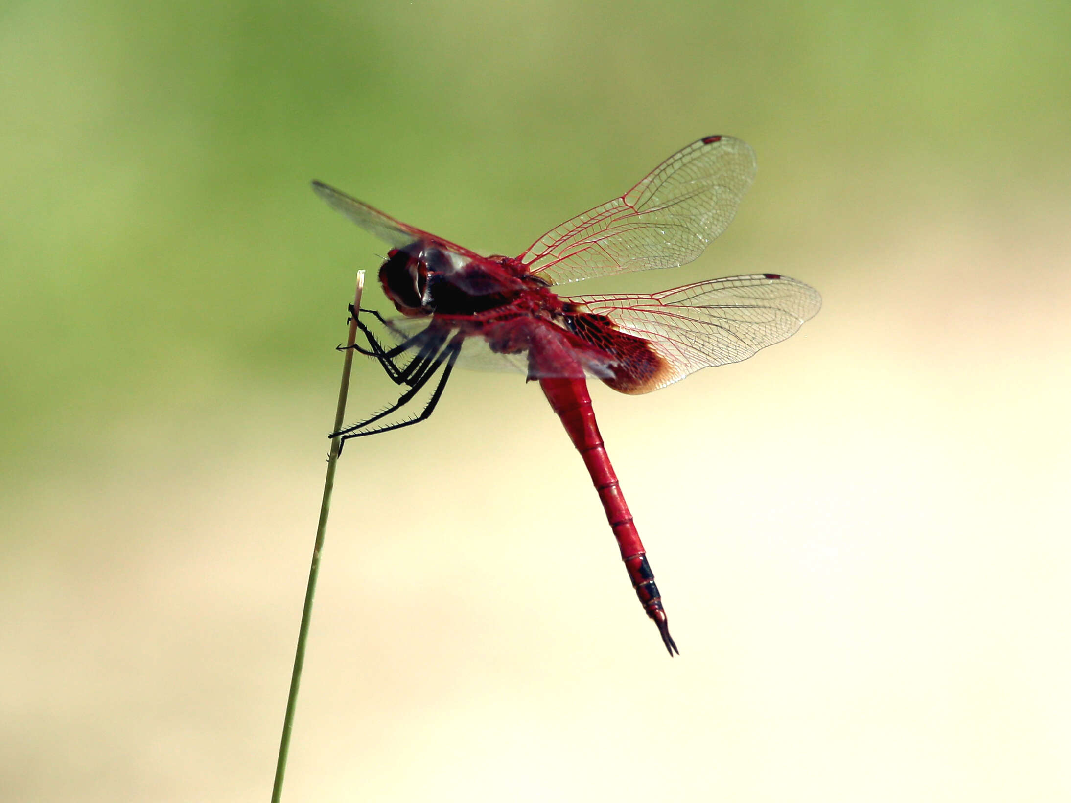 Tramea stenoloba (Watson 1962) resmi