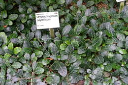 Image of Gymnostachyum ceylanicum Arn. & Nees