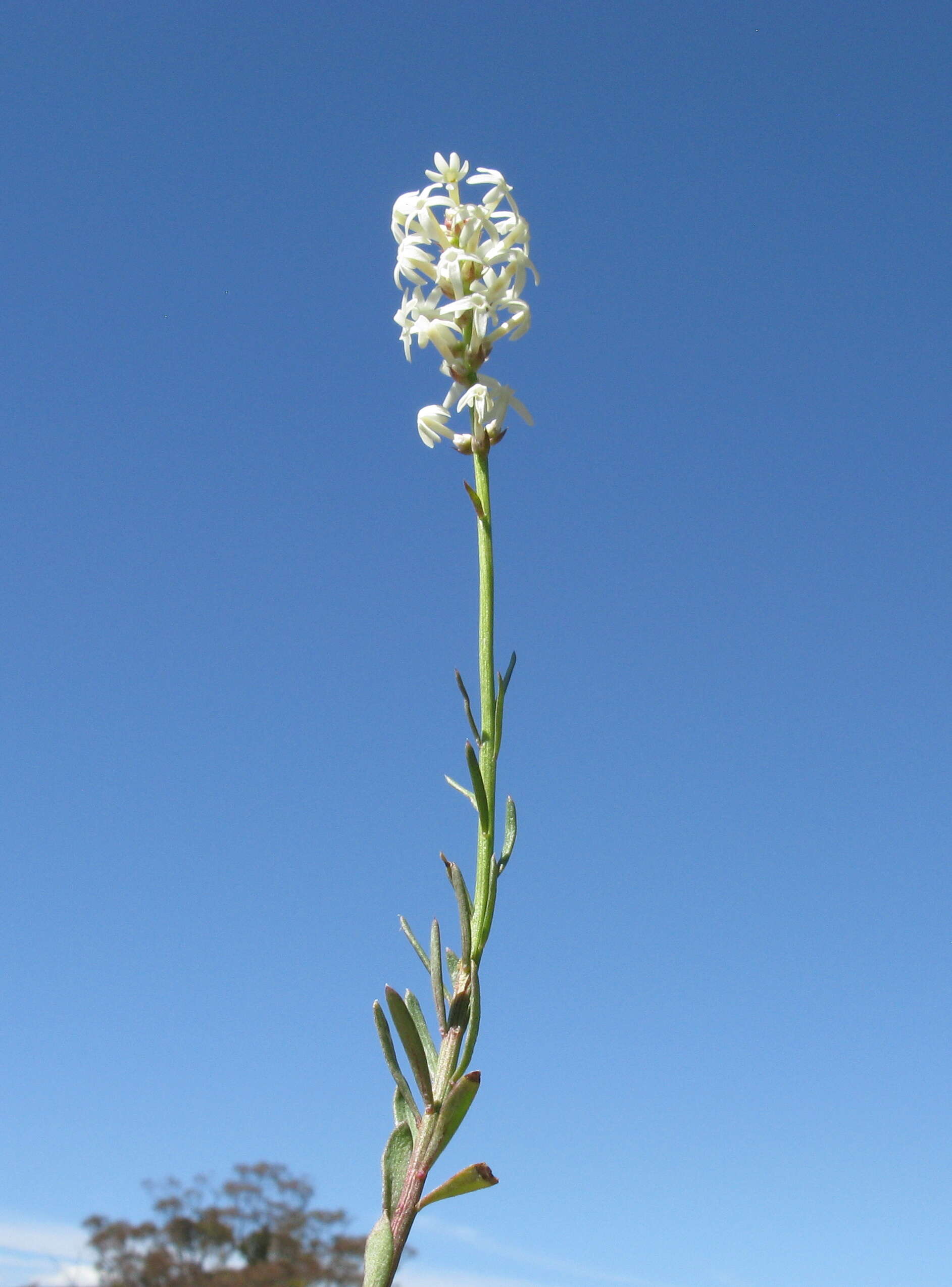 Image of Stackhousia monogyna Labill.