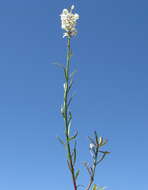 Image of Stackhousia monogyna Labill.