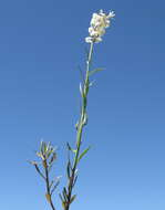 Image of Stackhousia monogyna Labill.