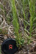 Image of Stackhousia monogyna Labill.