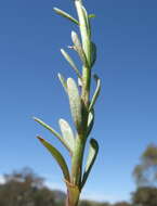 Image of Stackhousia monogyna Labill.