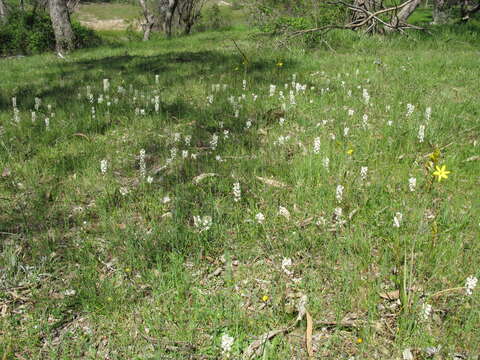 Image of Stackhousia monogyna Labill.