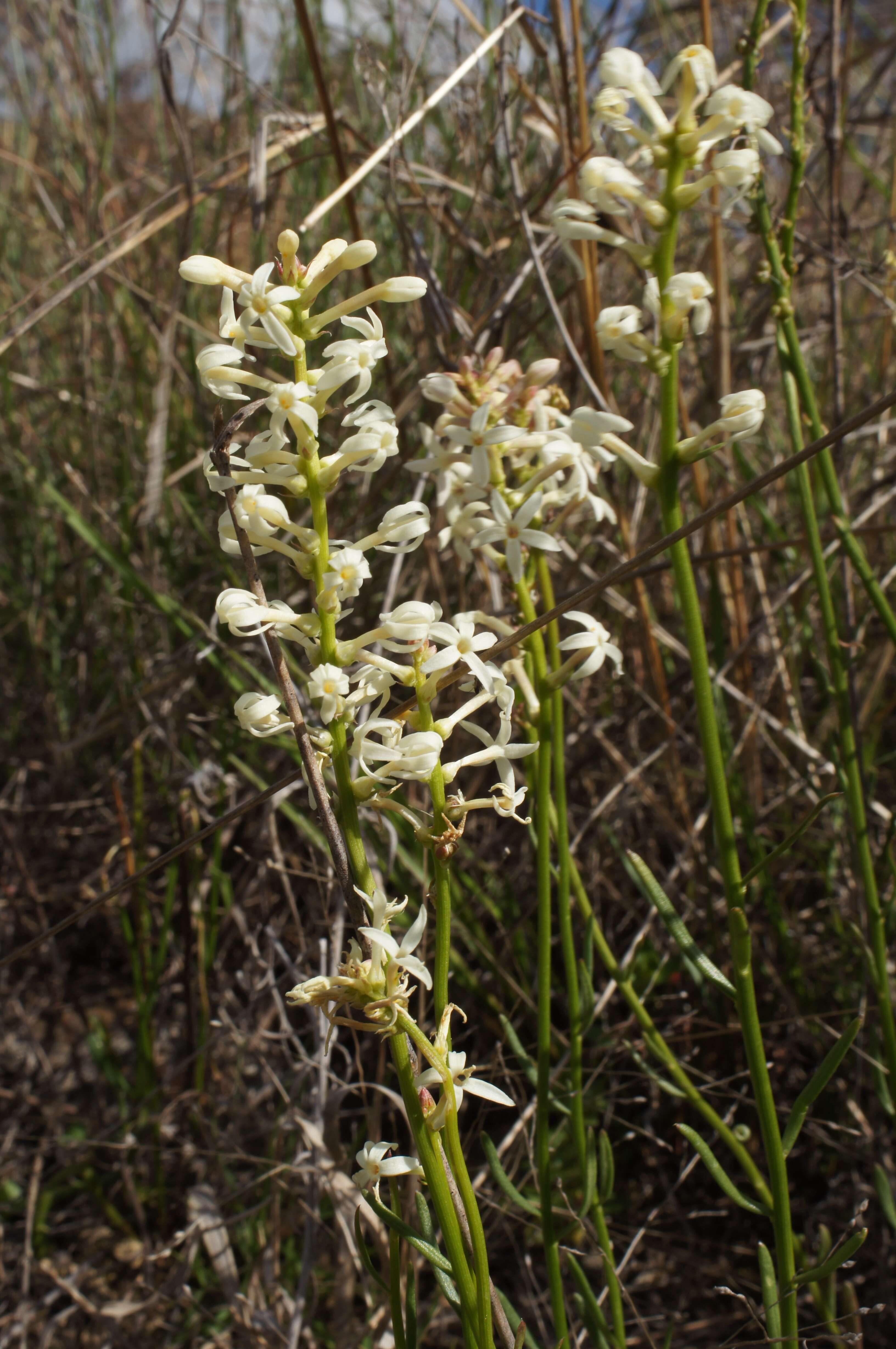 Image of Stackhousia monogyna Labill.