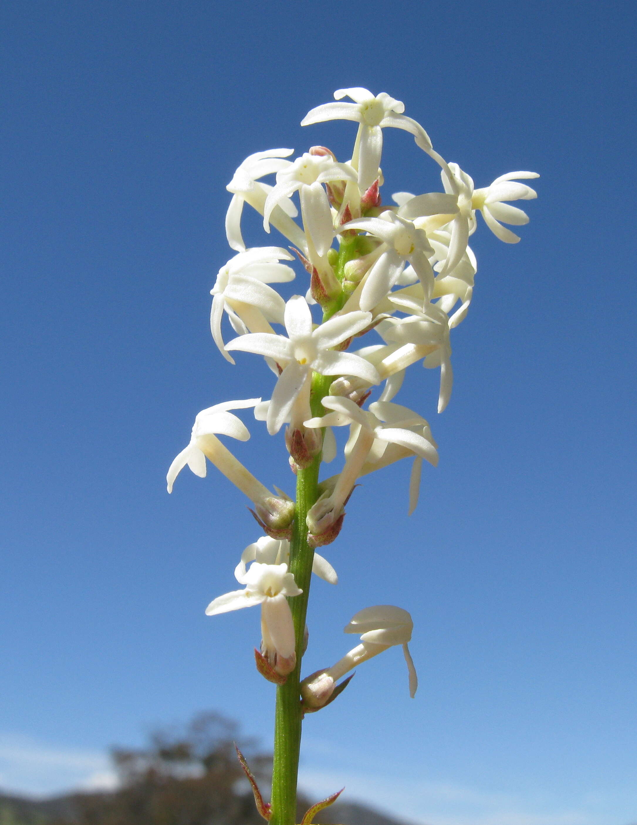 Image of Stackhousia monogyna Labill.