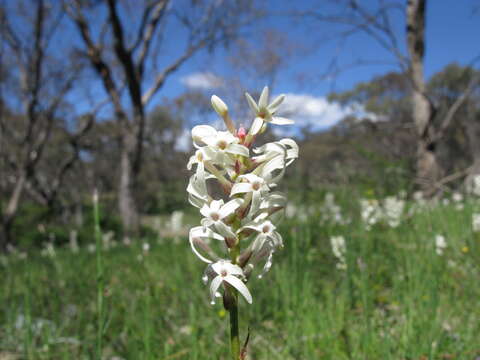 Image of Stackhousia monogyna Labill.