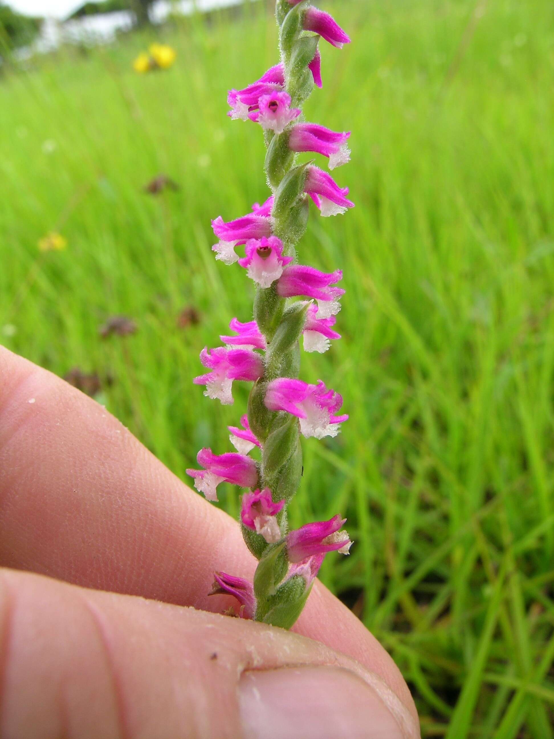 Image of Spiranthes australis