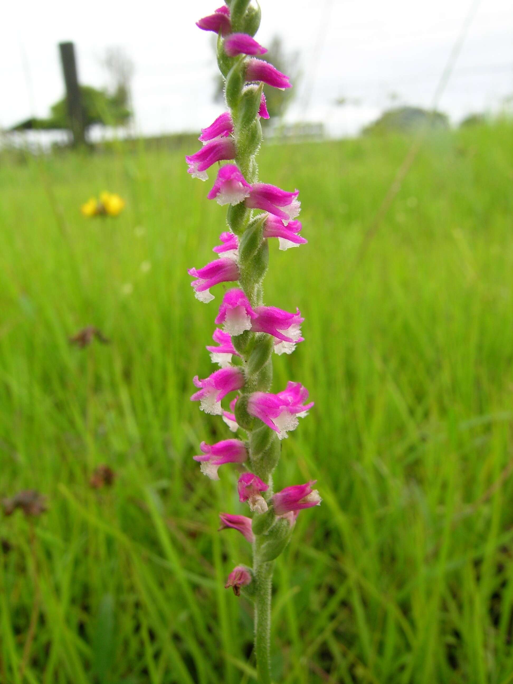 Image of Spiranthes australis