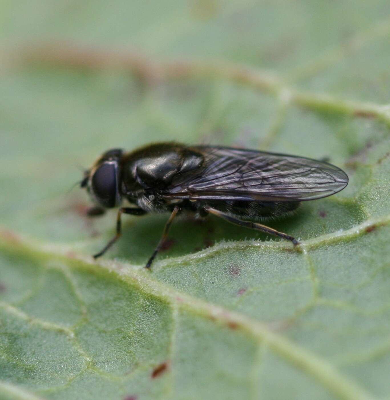 Image of Cheilosia proxima (Zetterstedt 1843)