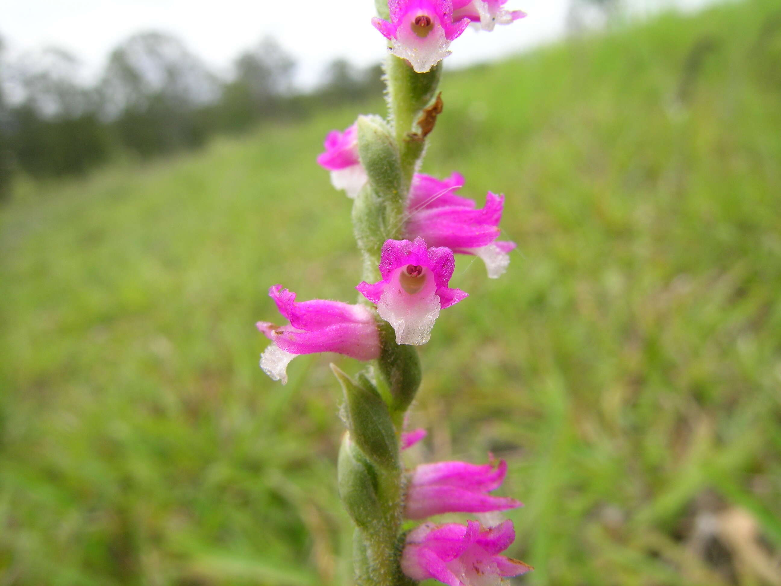 Image of Spiranthes australis