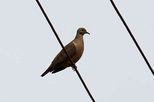 Image of Eared Dove