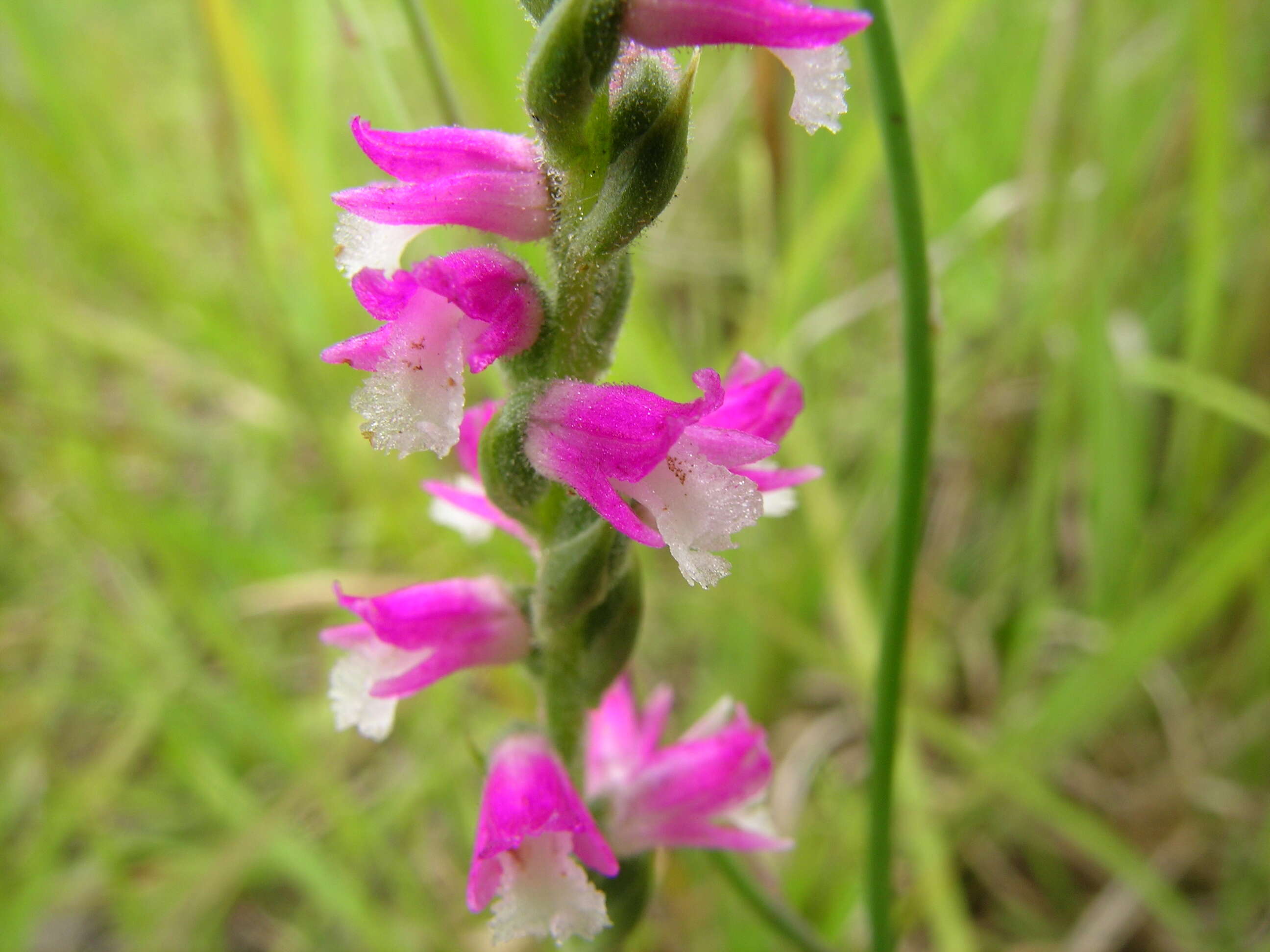 Image of Spiranthes australis