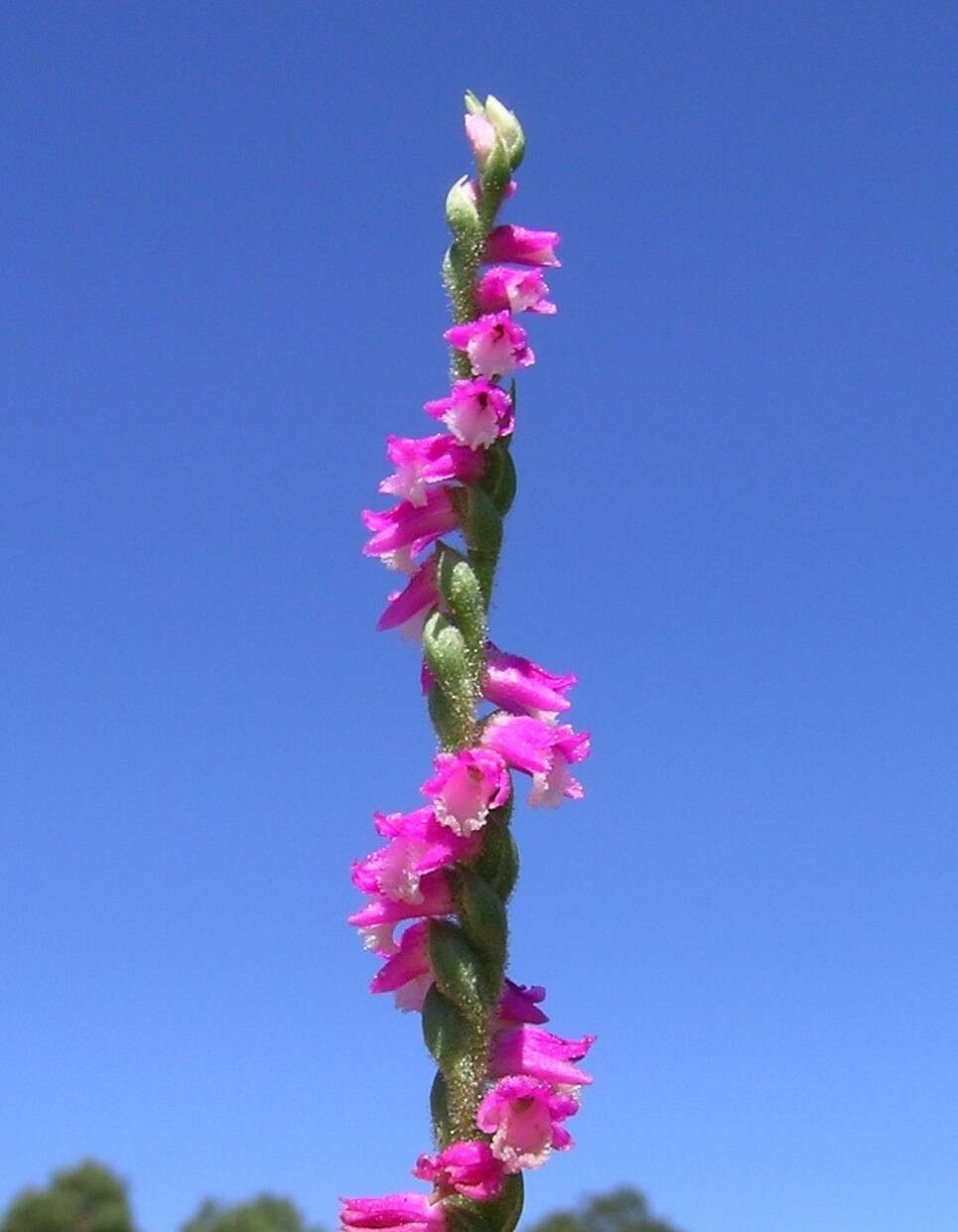 Image of Spiranthes australis