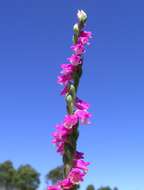 Image of Spiranthes australis