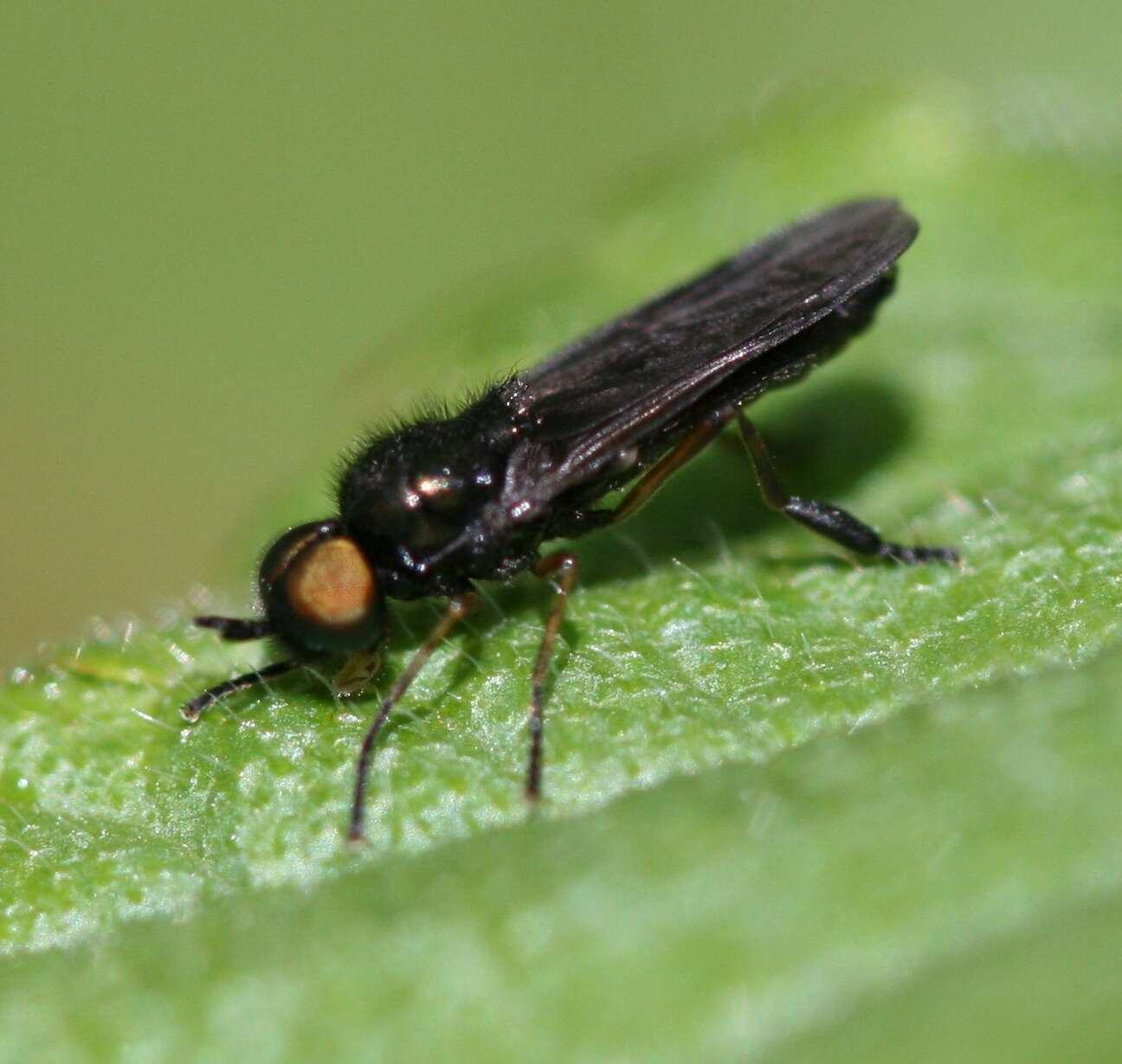 Image of Beris chalybata (Forster 1771)