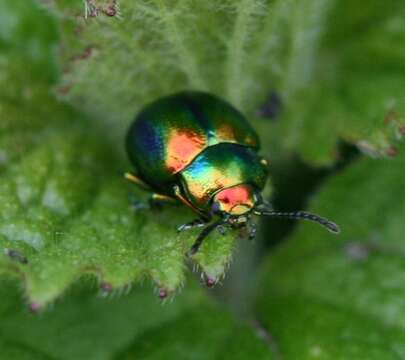 Image of Chrysolina fastuosa