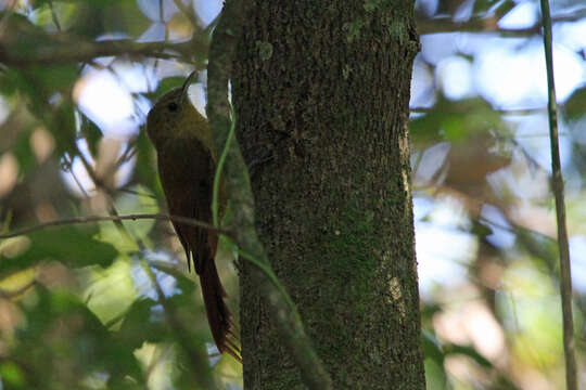 Image of Sittasomus Swainson 1827