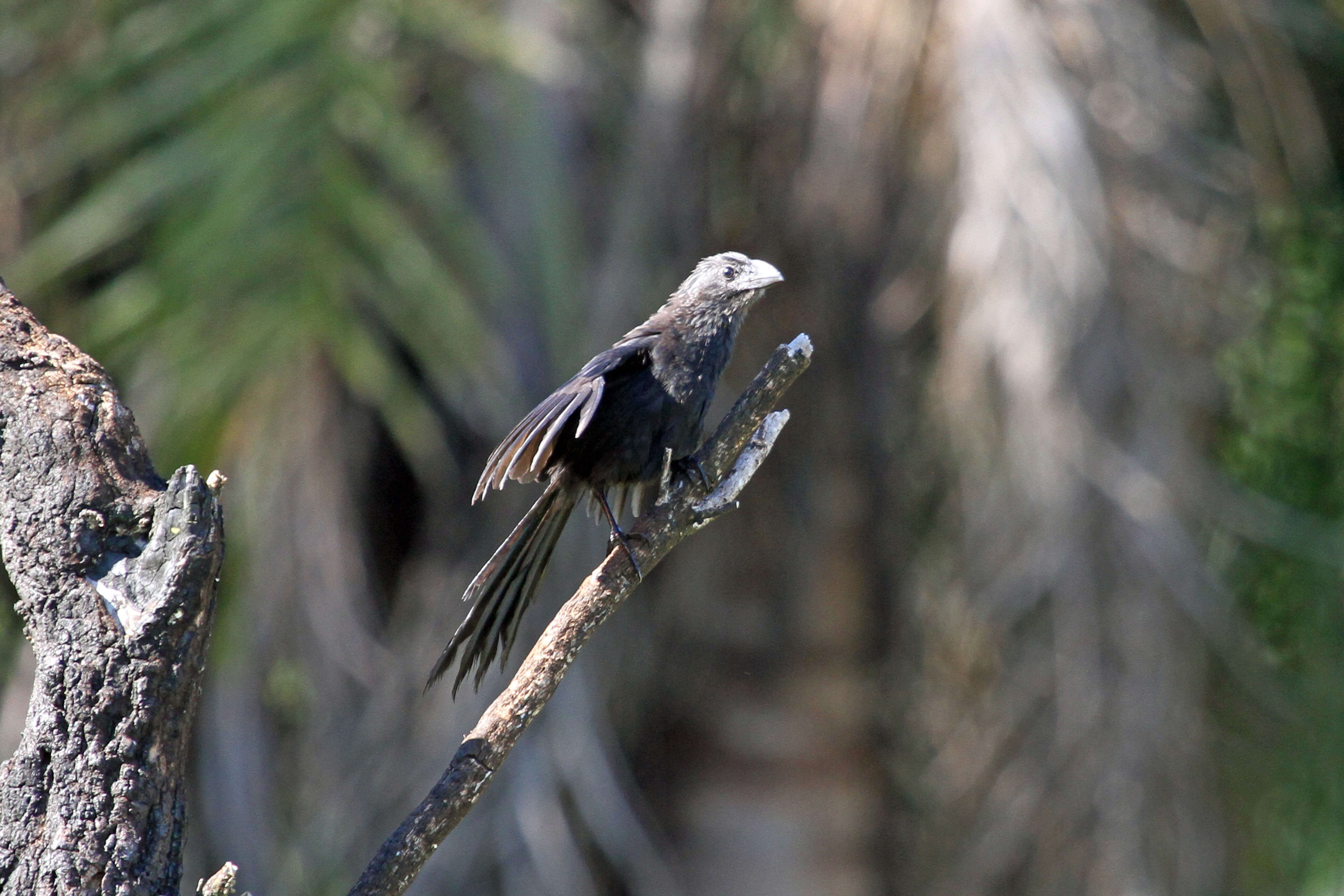 Imagem de Crotophaga Linnaeus 1758