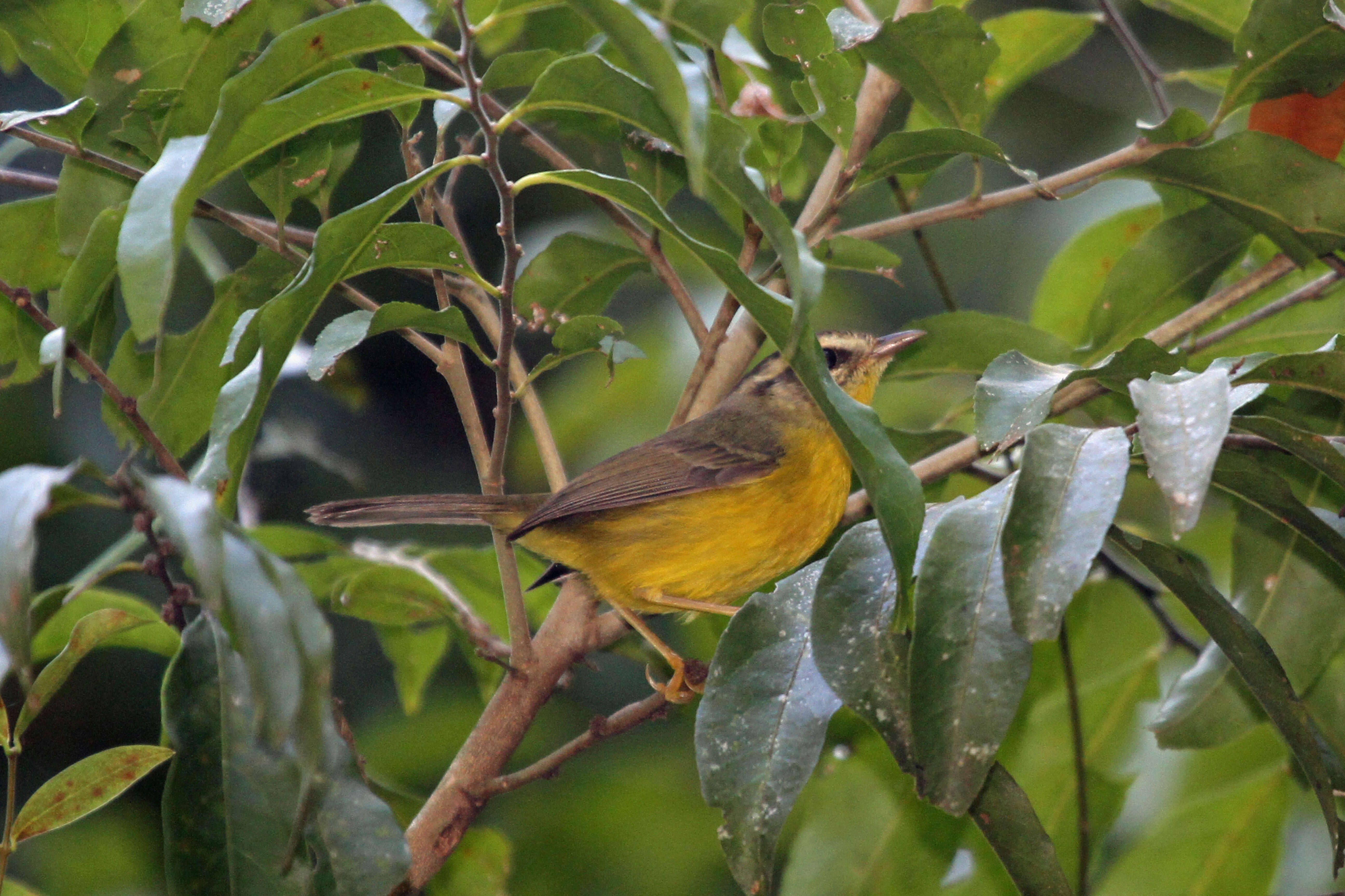 Basileuterus culicivorus (Deppe 1830) resmi