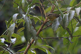 Basileuterus culicivorus (Deppe 1830) resmi